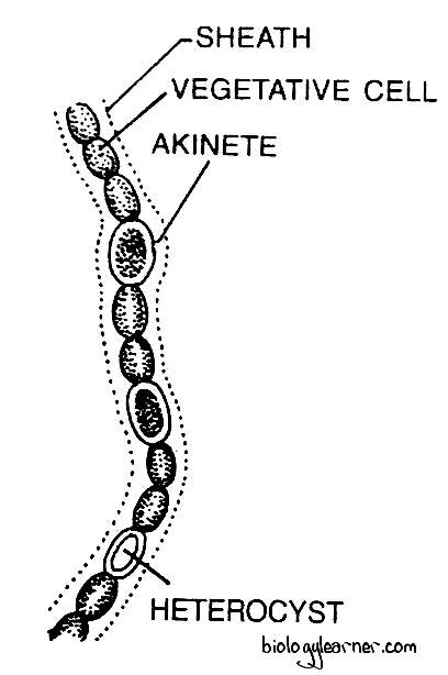 Nostoc: Features, Occurrence, Structure, Reproduction