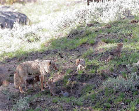 Coyote Den & Pups | Flickr - Photo Sharing!