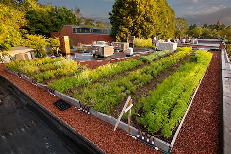 Rooftop farm in Boston for The Ledge Restaurant | Green roof, Roof garden, Urban garden