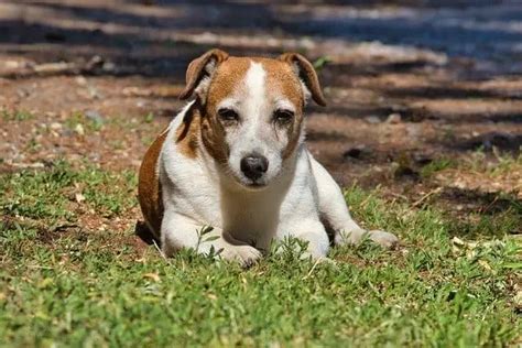 How Far Should I Walk my Jack Russell? – Training Buster