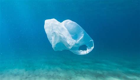 How one plastic bag can harm millions of creatures | Newshub