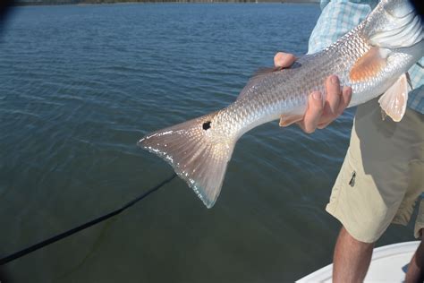 Fly Fishing Rockport Texas Fishing Report | Fly Fish Rockport