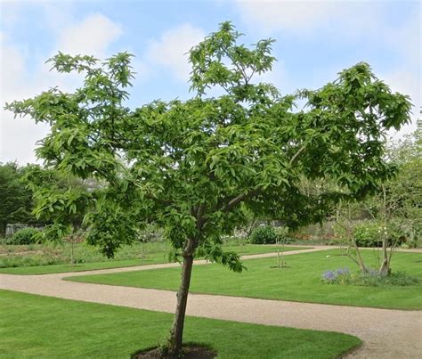 Medlar - Tree Guide UK Medlar tree identification