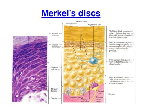 Merkel Disc - Jamaika-Geheimpapiere: 125 Punkte umfasst der Katalog der ...