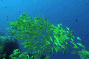 Sea Ocean GIF - Find & Share on GIPHY
