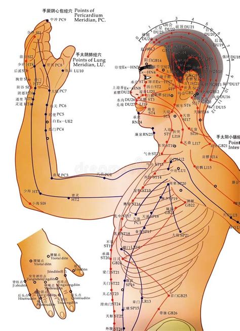 Korean Hand Acupuncture Chart