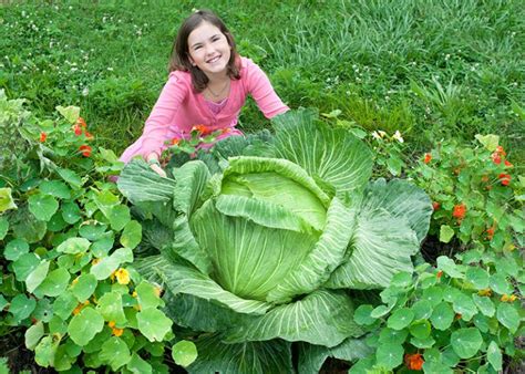 Harvesting Your Cabbage – Bonnie Plants Cabbage Program