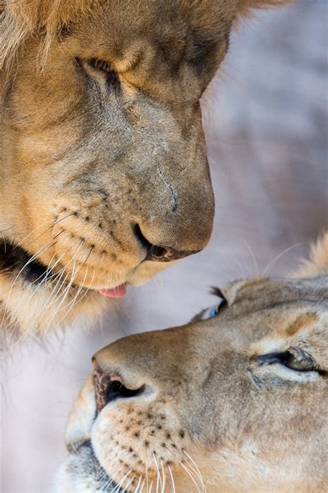 Lion Lioness Love - 640x960 Wallpaper - teahub.io