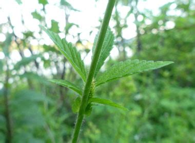 Common Agrimony: Pictures, Flowers, Leaves & Identification | Agrimonia ...