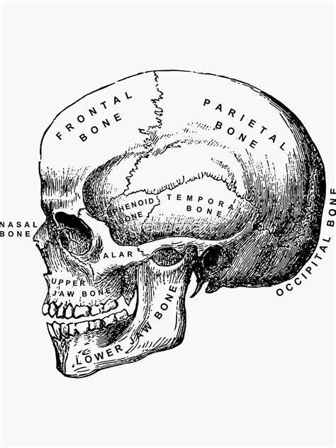 "Vintage anatomical medical skull illustration" Sticker for Sale by ...