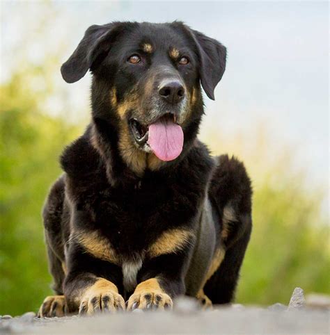 What Is A Rottweiler Crossed With