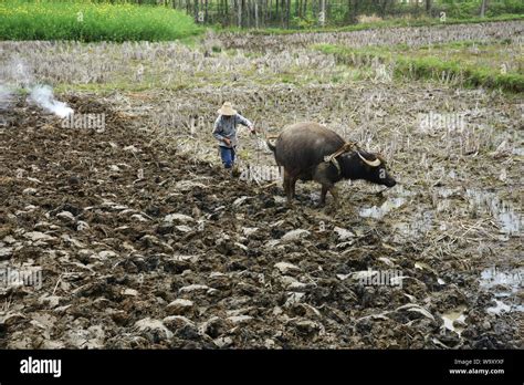 Plow their fields Stock Photo - Alamy