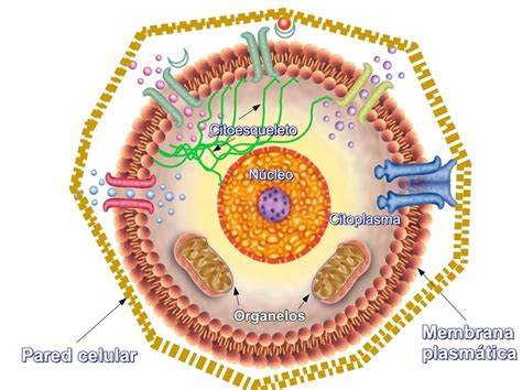 Estructura de la Célula