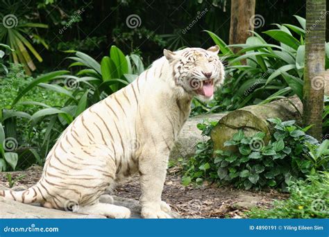 Pure White Tiger stock image. Image of looks, captive - 4890191