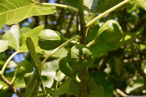 How to Grow Fig Trees/Fruits from Seed to Harvest: Check How this Guide Helps Beginners