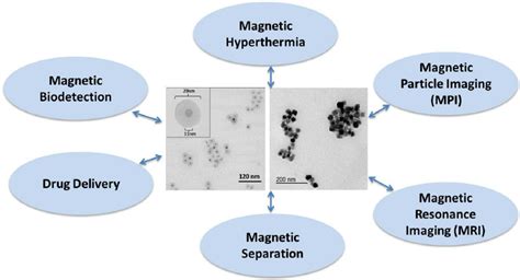 Biomedical applications of magnetic nanoparticles. Both single- and... | Download Scientific Diagram