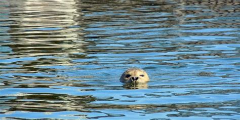 Stop the seal hunting in Namibia! | Eurogroup for Animals