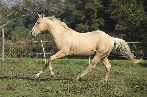 WHITE FACE HORSE - Google Search | Palomino horse, Horses, Palomino