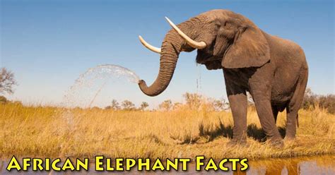 African Elephant Facts, Information Pictures & Video