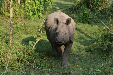 Nepal Wildlife | Travel Nepal