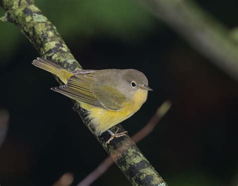 Photographing Nashville Warblers and Thoughts About HDR Images ...