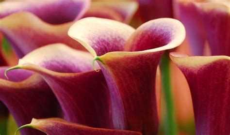 Zantedeschia hybrids