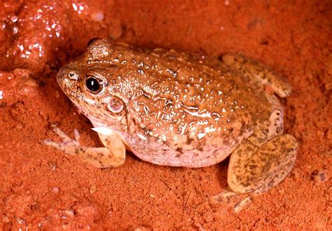 Western Water-holding Frog | Western Australian Museum