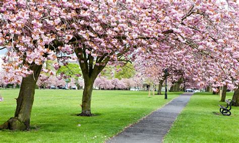 Care for your Cherry Blossom Tree - Tree Surgeon - JJ and B Tree Care Surgery Services and ...