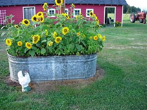 40+ Beautiful Sunflower Garden Photos Gallery ideas https://pistoncars.com/40-beautiful ...