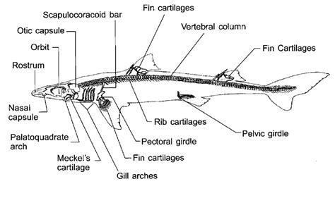 Shark Skeleton Labeled