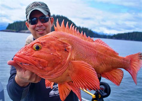 How to Catch Yelloweye Rockfish- Tips for Fishing for Lingcod