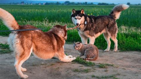 20 Worst Dog Breeds For Cats (They Don't Get Along) | Puplore