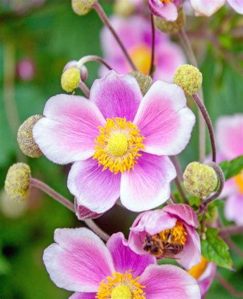 Japanese anemone - care and maintenance for this wonderful fall flower