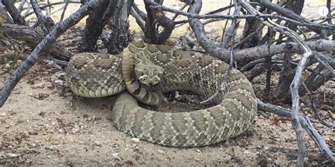 Man airlfifted after mojave green rattlesnake bite in Lucerne Valley ...