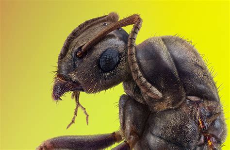 All about ants – brainy 'Superwomen' of the insect world - Welcome Wildlife