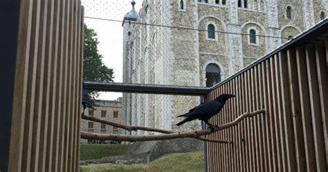 Meet the ravens in charge of guarding the Tower of London - National | Globalnews.ca