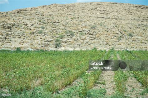 Pertanian Di Israel Foto Stok - Unduh Gambar Sekarang - Agama - Subjek, Air, Alam - iStock