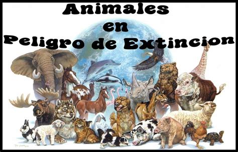 Cuidemos Los Animales