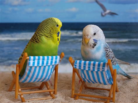 Cute Budgie Wallpapers - 4k, HD Cute Budgie Backgrounds on WallpaperBat