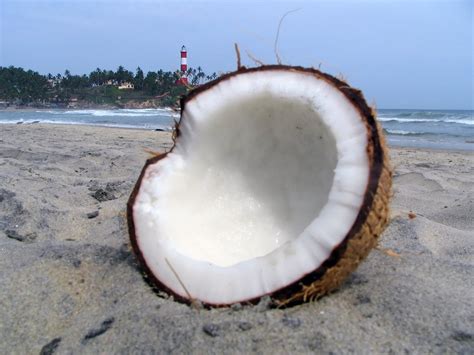 Coconut & beach Free Photo Download | FreeImages