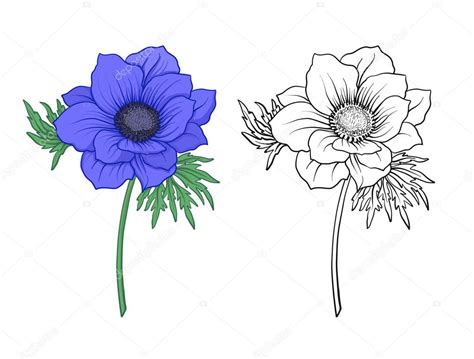 Anemone flowers. Set of colored and outline flowers. — Stock Vector © ElenaBesedina #157522452
