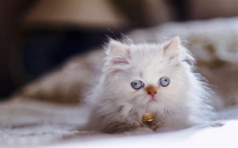 Himalayan cat, Cats, Kittens, White, Fluffy, HD Wallpaper | Rare Gallery