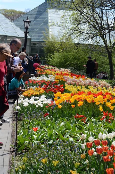 Brooklyn Botanic Garden Cherry Blossom Season 2017 - The Chic Life