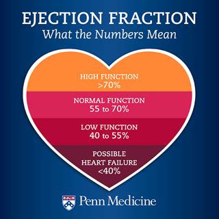 Ejection Fraction: What the Numbers Mean – Penn Medicine