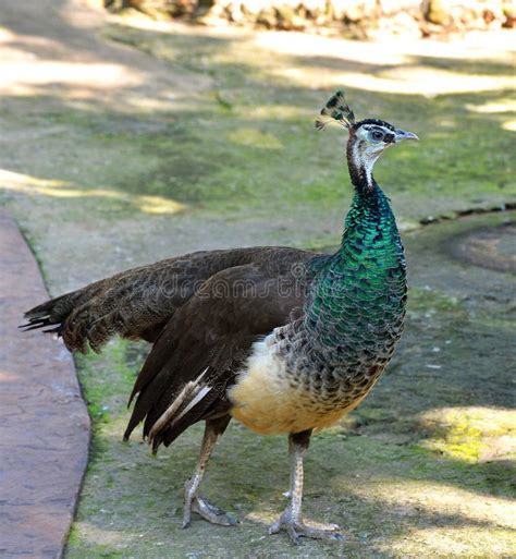 Indian Female Peacock Feathers Stock Images - Download 251 Royalty Free ...