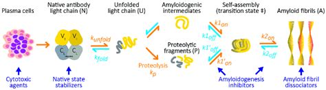 Amyloid formation by antibody light chains. In AL amyloidosis, LCs,... | Download Scientific Diagram