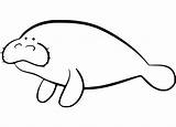 Florida Manatee Coloring Page  Free Printable Coloring Pages For Kids sketch template