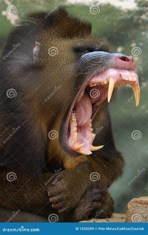 Monkey Mandrill Royalty Free Stock Images - Image: 1535299