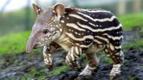 Exotische Fauna in den tropischen Wälderntiere | Exotische Fauna in den tropischen Wäldern ...