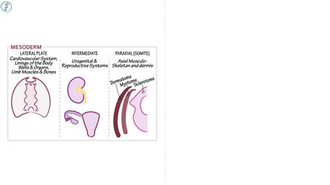 Embryology: Mesoderm Derivatives | ditki medical & biological sciences